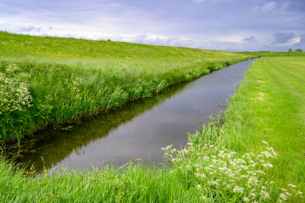 istock Wildflowers in a meadow during springtime 1326429502