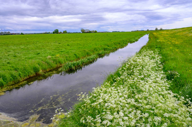 Wildflowers in a field near the river IJssel in Overijssel, The Netherlands during a beautiful day in spring