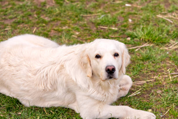 istock white retriever dog lying down in the grass 1326430213