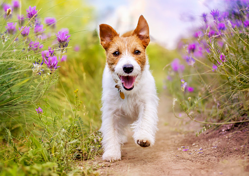 Playful happy smiling jack russell terrier pet dog puppy running near summer flowers and listening with funny ears