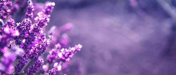istock Banner with lavender flower field at sunset rays 1326430501