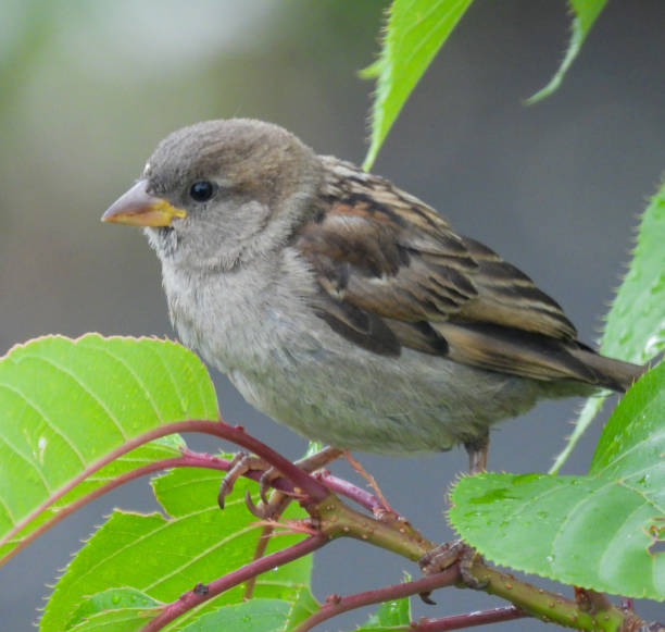 istock Female House Sparrow 1326430557