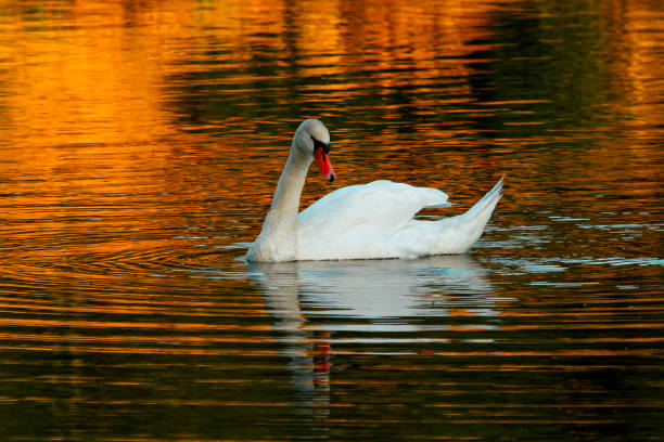 Swan in sweetlight