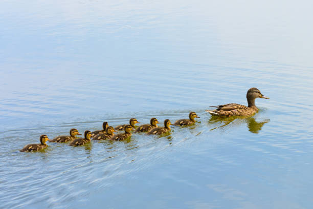 Ducks follow me, cute ducklings (duck babies) following mother in a queue Ducks follow me, cute ducklings (duck babies) following mother in a queue,lake,symbolic figurative harmonic peaceful animal family portrait following team grouping together group trust safety harmony duckling stock pictures, royalty-free photos & images