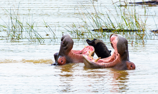 Color outdoor animal photography of two yawning hippotamus / hippos s with their mouth wide open in a lake taken in Pilanesberg national park in South Africa