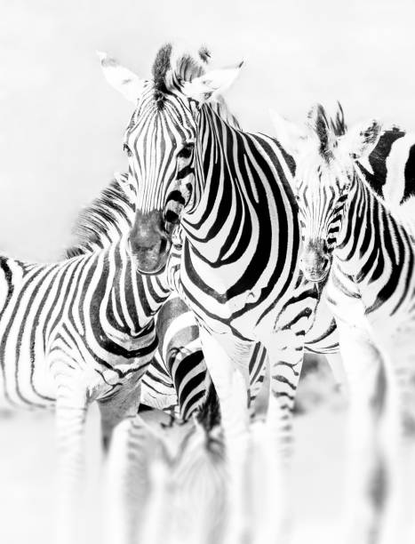 retrato monocromo del grupo de la cebra,parque nacional africano del sur - primer plano blanco y negro de la llave alta - high key portrait color image travel locations fotografías e imágenes de stock