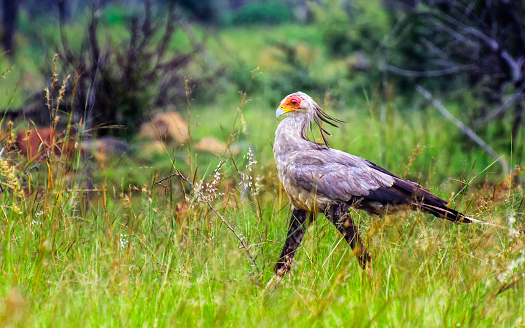 Funny color portrait of a single Secretary Bird in South Africa in natural environment - proud, swaggering, pride, Mr. Secretary