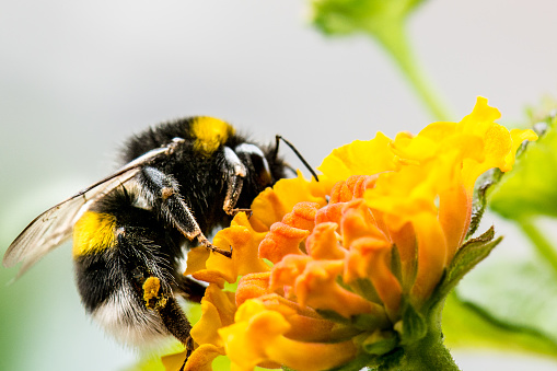 Outdoor wildlife macro of a single isolated bumblebee with pollen on its legs sitting on a flowering yellow lantana / verbenaceae blossom, natural blurred bright background taken in spring or summer