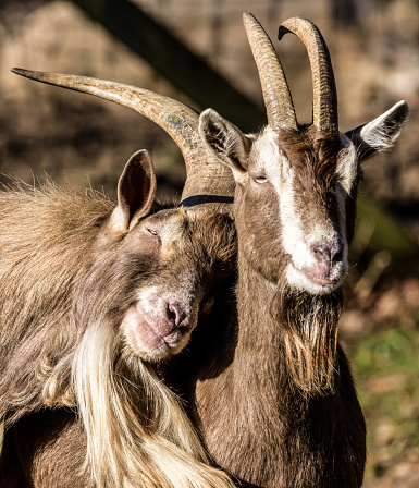 Color outdoor wildlife animal portrait of couple of cozy sweet lovely goats, one leaning on the other, symbolic figurative joint together pair rely on love tenderness trust support