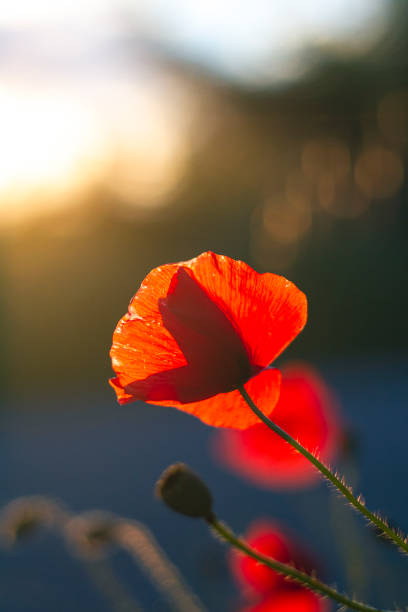 istock Poppy in sweetlight 1326431752