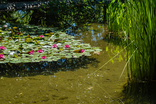 Magic overgrown pond in Adler arboretum \