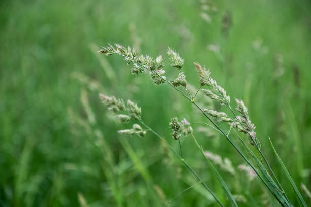 istock Spikelets of grass grows on blurred green summer field background 1326434507
