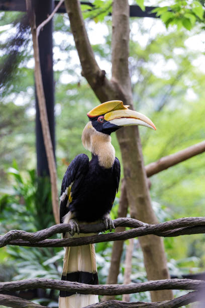 istock Hornbills at the zoo 1326434815