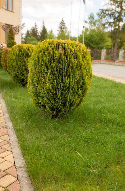 istock Bushes in park with landscape design 1326437159
