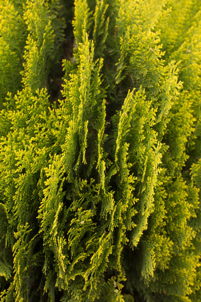 Closeup shot of thuja tree foliage Closeup shot of green thuja tree foliage thuja orientalis stock pictures, royalty-free photos & images