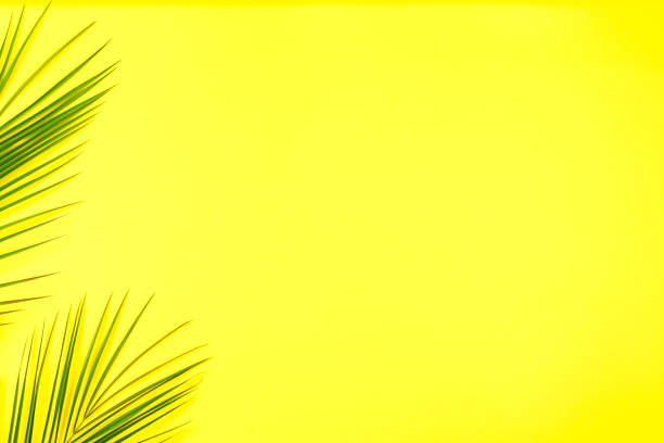 istock green leaves of palm tree on bright background 1326438777