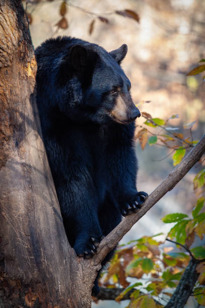istock Black bear sitting on a branch in a tree gazing into the distance 1326439098