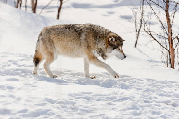 istock Side view of wolf walking on snow 1326440239