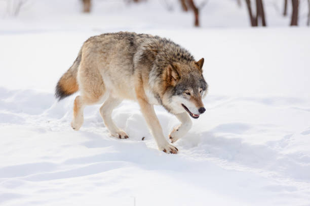 istock Full length of wolf walking on snow 1326440245