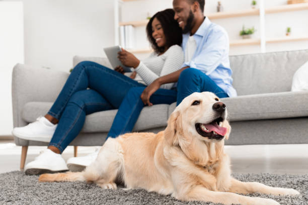 istock Black couple at home using laptop sitting with dog 1326441012