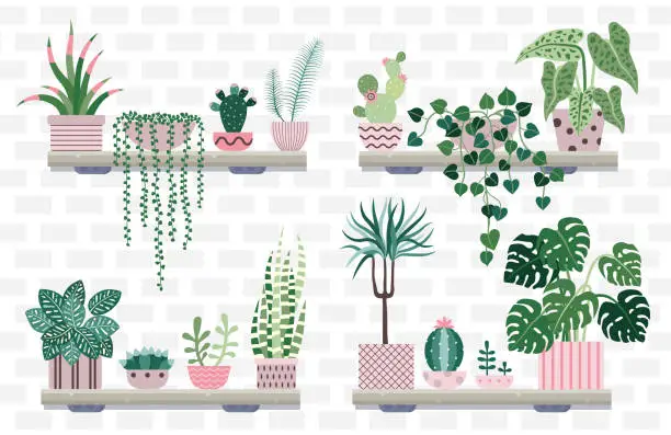 Vector illustration of House Plant Shelves with Potted Flowers and Cacti