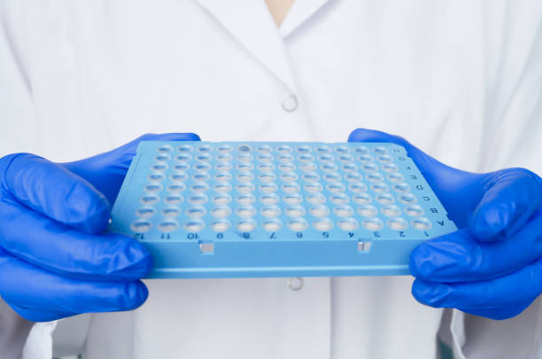 과학자의 손은 참을성 있는 dna 견본을 가진 96의 잘 접시를 보유합니다. 유전 실험실에서 시험 샘플 프로브와 연구 기술자. 유전 및 암 검진, 의료 기술 및 치료. - pcr device science research test tube 뉴스 사진 이미지