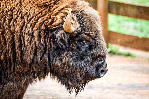 Close-up of American bison (Bison-Bufalo), in Cabarceno Natural Park, Cantabria