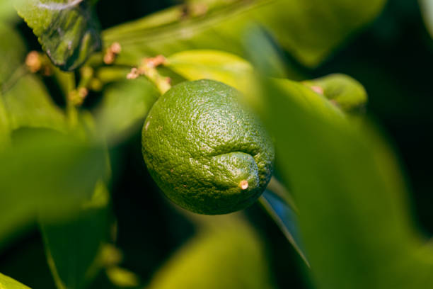 Lemons growing during summer and they have green color