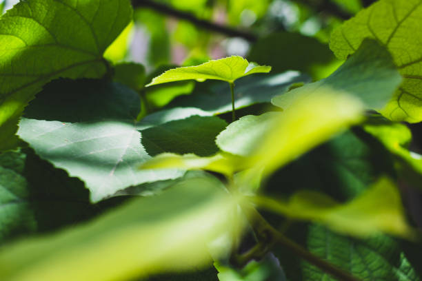 istock Linden tree leaves close-up with sunshine on them 1326442143