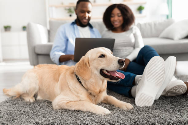istock Black couple using laptop sitting on floor with dog 1326442315
