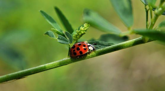 A macro image of a lady bug resting on a sunflower leaf in the morning sunlight.