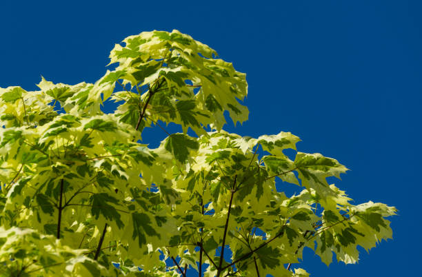 grünes und weißes laub von norwegen ahorn 'drummondii' - acer platanoides variegata. nahaufnahme von blättern auf blauem himmel hintergrund mit kopierraum im öffentlichen landschaftsstadtpark krasnodar oder galitsky. - norway maple stock-fotos und bilder