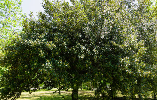 landschaft mit blühenden quercus ilex, immergrüne eiche oder steineicheneichel im frühlingsstadtpark von sotschi. großer immergrüner baum mit üppigem laub - quercus ilex stock-fotos und bilder