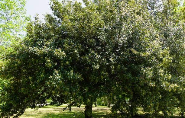 пейзаж с цветущим кверком илексом, вечнозеленым дубом или холмовым дубовым желудем в ве�сеннем городском парке сочи. большое вечнозеленое д - branch solitary tree oak tree seed стоковые фото и изображения