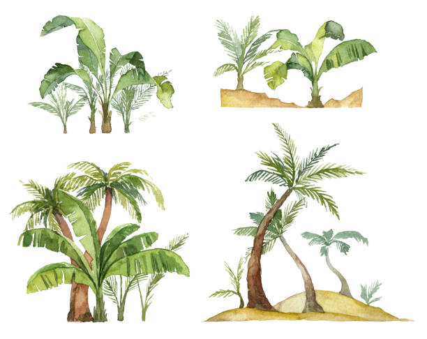 ilustraciones, imágenes clip art, dibujos animados e iconos de stock de colección de fondos de palma de acuarela. arbustos tropicales de la selva tropical - plátano fruta tropical