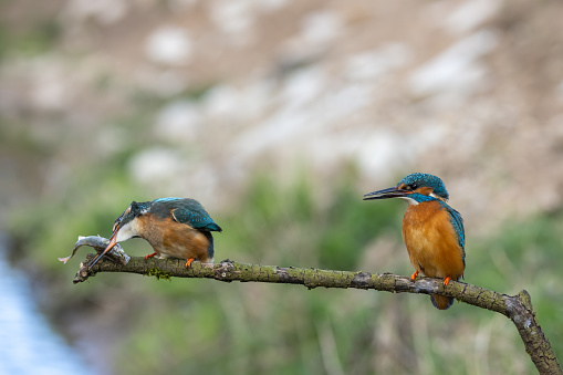 Pair of common kingfishers (Alcedo atthis) sitting on a branch. The female animal is killing a fish.
