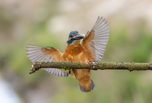 Common kingfisher (Alcedo atthis) landing on a branch with prey.
