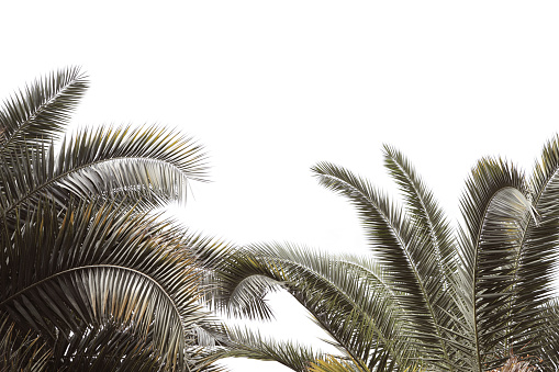 Tropical branches of palm trees on a white background, in vintage colors