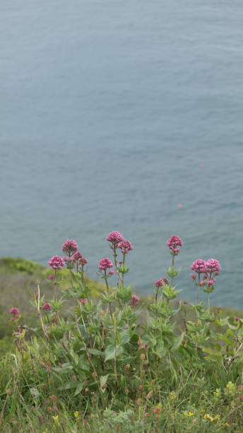 istock Pink flowers in front of the ocean 1326449214