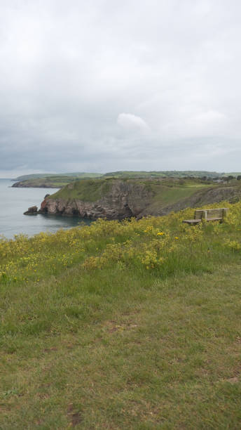 istock Coastline with many yellow flowers on the field 1326449220