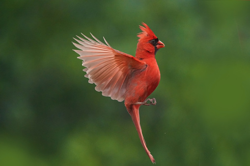 Northern Cardinal male flying and landing on bright summer day
