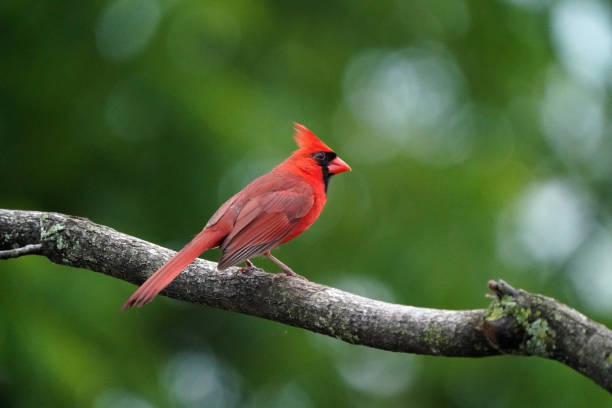 istock Cardinal flying and landing on branch 1326450270