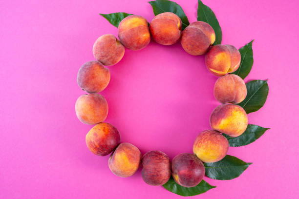 laid out ripe peaches in a circle on a pink background, green foliage, close-up