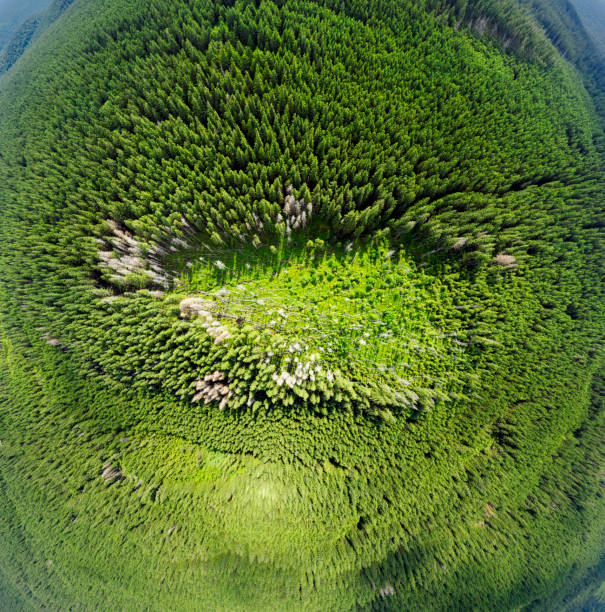 Drone flies over the forest in the Carpathian mountains, Ukraine. The area was felling, where the tornado hit the hurricane and the wind knocked down the trees. Forests go to the horizon.