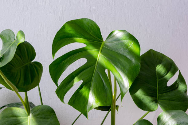 istock beautiful monstera leaves on white textured background, close-up 1326451513
