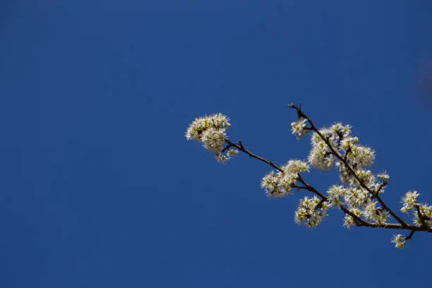 Branch with white blackthorn blossoms against blue sky, also called prunus spinosa or schlehdorn