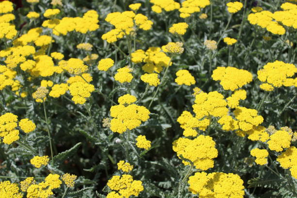 istock fernleaf yarrow in the garden 1326453394