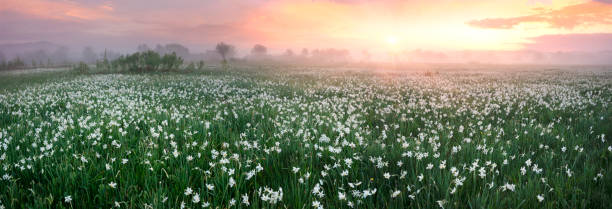 istock Daffodils in the fog 1326454179