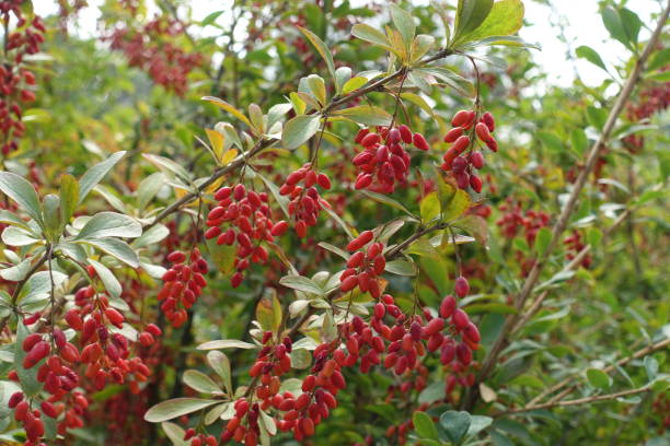 Red berries on branches of Berberis vulgaris in September Red berries on branches of Berberis vulgaris in September barberry family photos stock pictures, royalty-free photos & images