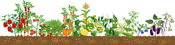 illustrations, cliparts, dessins animés et icônes de bord avec différentes plantes agricoles avec des fruits et légumes mûrs dans toutes les couleurs de l’arc-en-ciel isolé sur fond blanc. moisson - courge